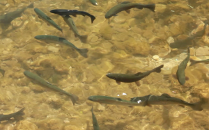 DC Booth Fish Hatchery - Juvenile trout