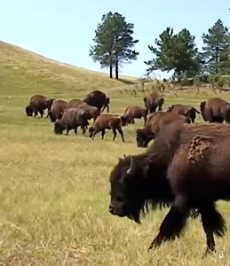 Herd of Buffalo is Custer State Park