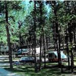 tents in the trees